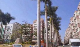 大浪新围最新爆料,最新爆料背后的惊人真相